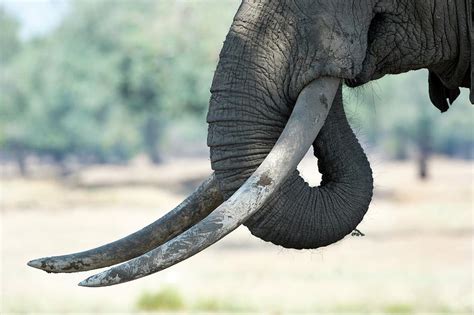 Tusks Of A Male African Elephant Photograph by Tony Camacho - Pixels