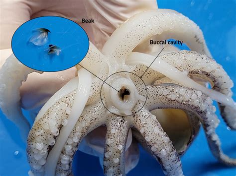 Squid dissection: a hands-on activity to learn about cephalopod anatomy ...