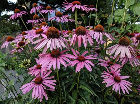 Echinacea purpurea AKA Purple coneflower : botany