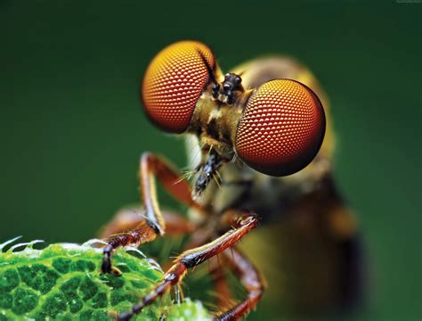 Macro Photography Wallpapers - Top Free Macro Photography Backgrounds ...