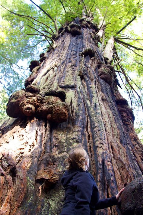 What is a burl? | Save the Redwoods League