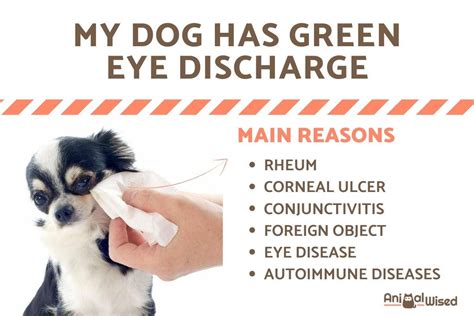 My Dog Has Green Eye Discharge - Causes and Treatment