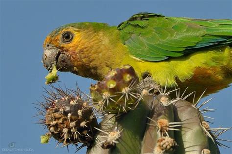 Meet the Animals That Live the Island Life in Aruba | Visit Aruba Blog