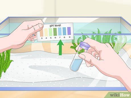 3 Ways to Care for a Pearl Gourami - wikiHow