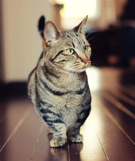 Dwarf Cats: Everything You Need To Know About Feline Dwarfism - CatTime ...