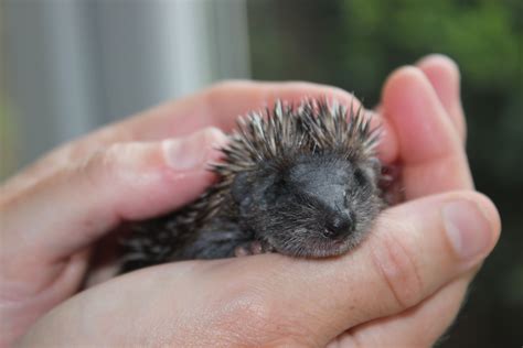 a person holding a small hedgehog in their left hand and it's face ...