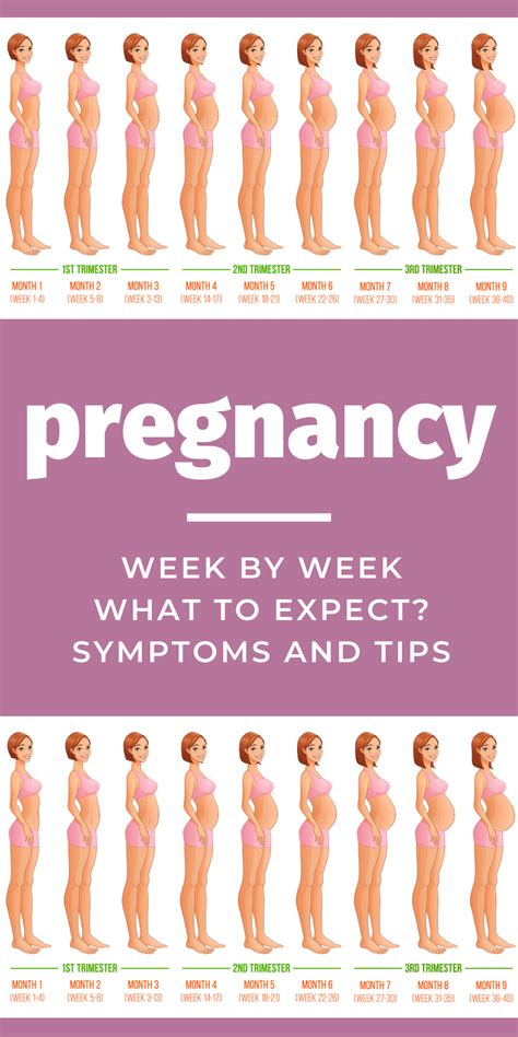 week by week pregnancy, symptoms, tips, advice, guide, 1st trimester ...