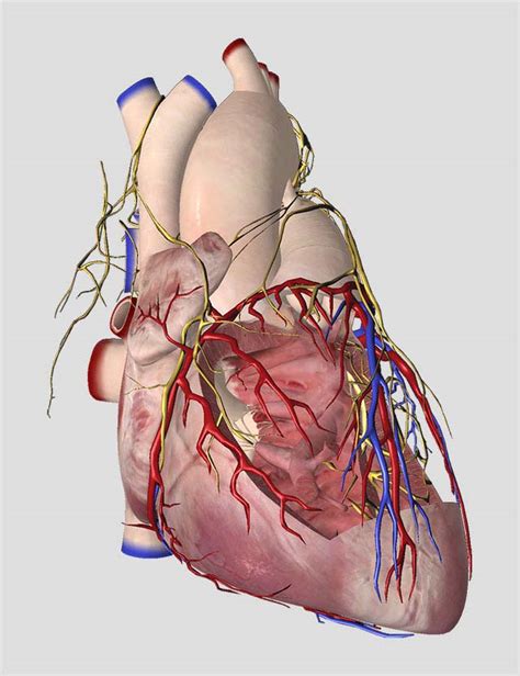 Essential Anatomy 5 – 3D4Medical