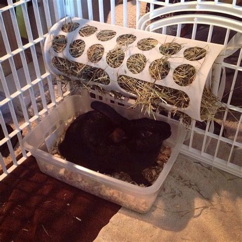 The top 24 Ideas About Diy Guinea Pig Hay Rack - Home, Family, Style ...