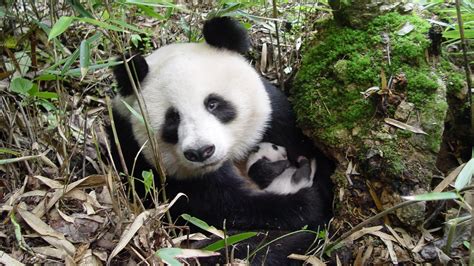 Le panda géant, une espèce prioritaire | WWF France