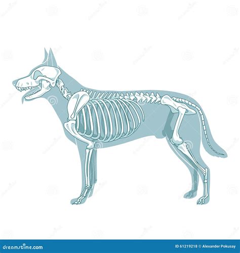 Ilustração Veterinária De Esqueleto Do Vetor Do Cão Ilustração do Vetor ...