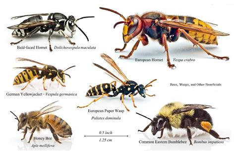 Wasps vs. Bees - Humboldt County Beekeepers Association