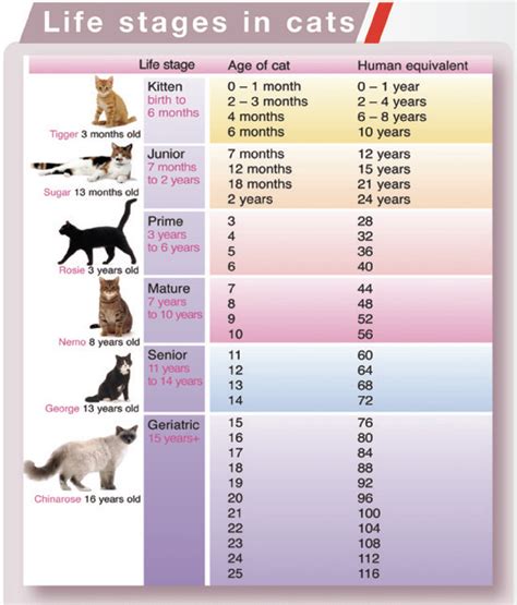 4 Signs That Your Cat Is Aging | How to Tell If Your Cat Is Getting Old