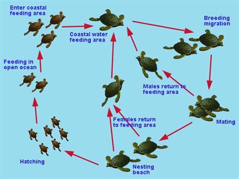 Marine Turtles of Australia