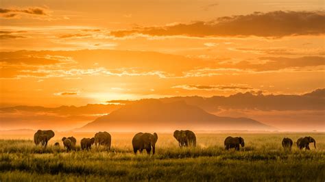 Download Sunset Africa Animal African Bush Elephant HD Wallpaper