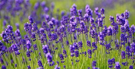 Bunga Lavender - Ciri, Manfaat dan Cara Menanamnya