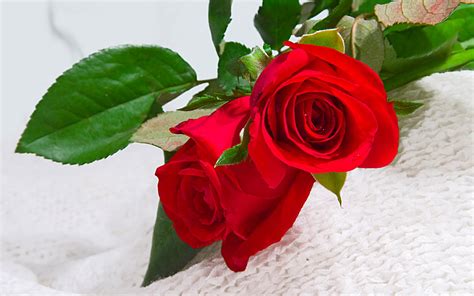 Rose Flower Wallpaper | Top HD Wallpapers