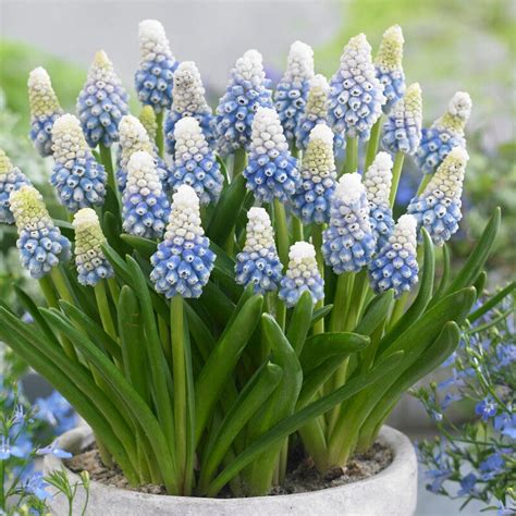 Striking Two-Toned Grape Hyacinth Bulbs for Sale | Mt. Lady – Easy To ...