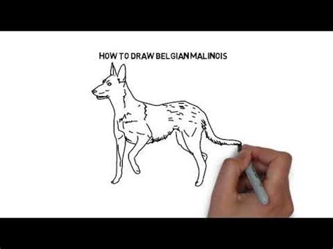 Cartoon Belgian Malinois Drawing - Goimages Ify