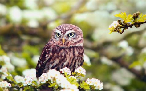 Spring Owl Wallpapers - Top Free Spring Owl Backgrounds - WallpaperAccess