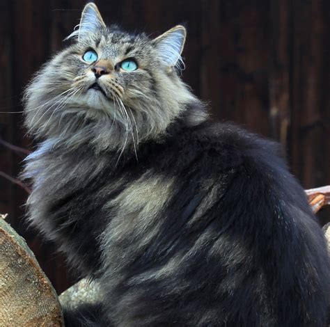 Norwegian Forest Cat Breed Profile and Information | Litter-Robot