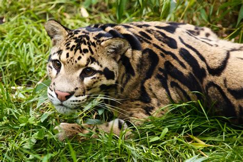 Clouded Leopard Free Stock Photo - Public Domain Pictures