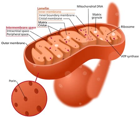 Mitochondrial matrix - limfacases