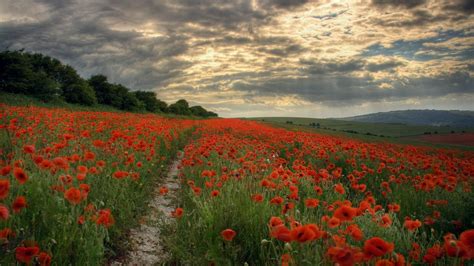 Red poppy field, poppies, path, landscape, field HD wallpaper ...