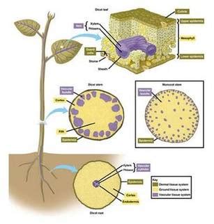 Plant tissues - BIOLOGY4ISC