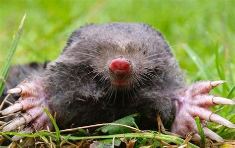 How to Get Rid Of Moles in Your Yard or Garden