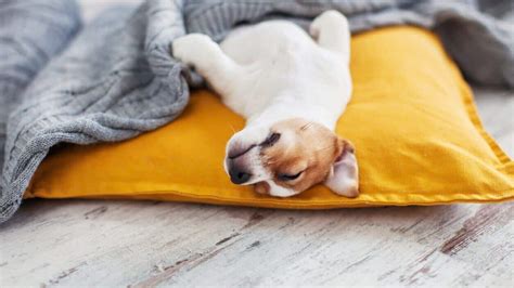 Can Dogs Sense Sleep Apnea