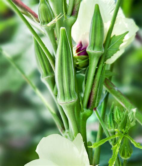 Okra – Clemson Spineless – Urban Seedling