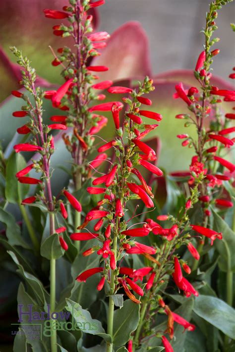 Penstemon Firecracker - Harlow Gardens