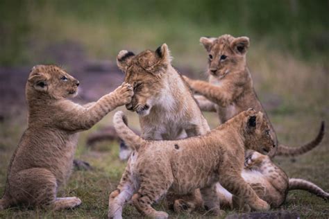 6 new lion cubs in Kenya - Africa Geographic