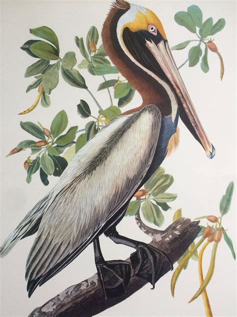 BROWN PELICAN Large Original Vintage 1964 Audubon Print, 14 x 17 inches ...