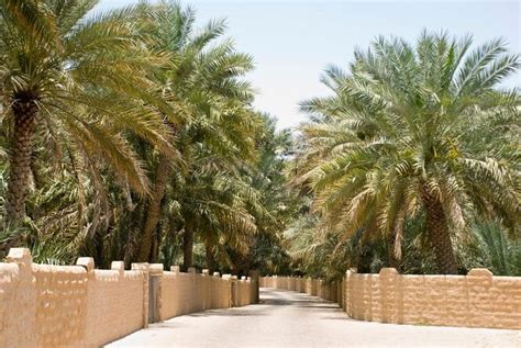 Al Ain Oasis, Abu Dhabi | Tickets & Tours - 2024