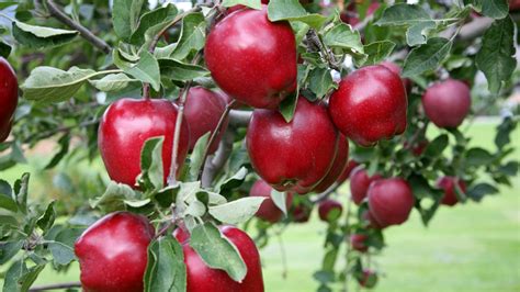 Red Delicious Apple: The Fruit of Knowledge - Arbor Day Blog