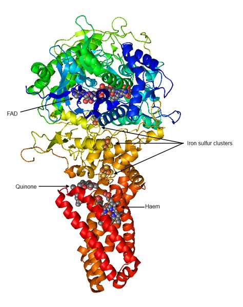 Succinate Dehydrogenase; Succinic Oxidase