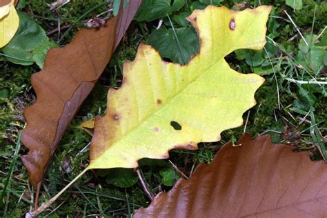 How to Grow and Care for a Chinkapin Oak Tree | Gardener’s Path