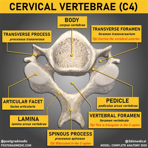 Cervical Vertebral Foramen