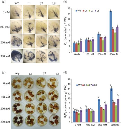 In vivo localisation and quantification of O2− and H2 | Open-i