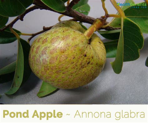 Pond Apple facts and health benefits