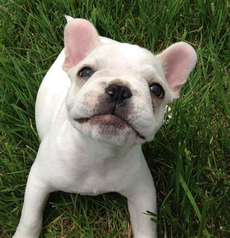 Frenchie puppy smiles White French Bulldogs, Frenchie Puppy, All Things ...