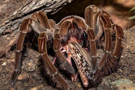 Goliath Birdeater Tarantula | Theraphosa Blondi [ULTIMATE GUIDE ...