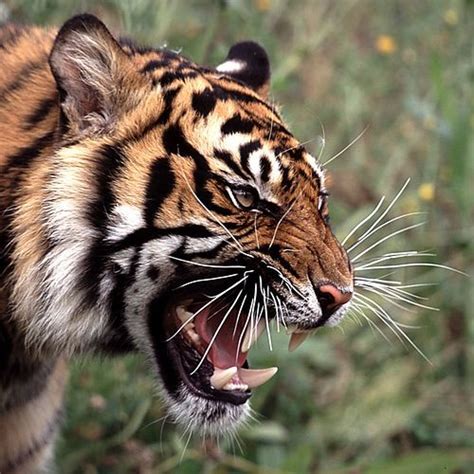 a tiger with its mouth open showing teeth