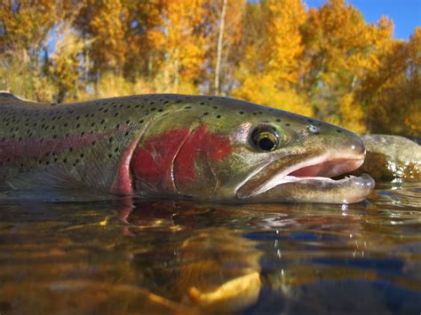 Steelhead Fly Fishing: An Angler's Guide - Into Fly Fishing