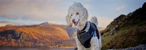 Dog-Friendly Keswick | Dog-Friendly Pubs, Walks & Things To Do In Keswick