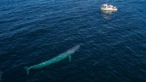 How Big is a Blue Whale? Blue Whale Size Comparison and Length ...