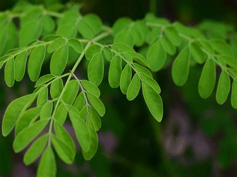 Kreatif, Produk Makanan dan Minuman Ini Berbahan Daun Kelor - Mongabay ...