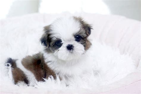 Free Shih Tzu Puppies For Adoption - Pets Lovers